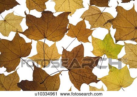 Fallen Autumn Leaves View Large Photo Image Stock Image - Fallen Autumn Leaves. Fotosearch