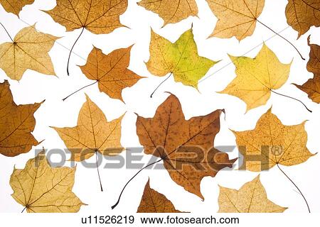 Stock Photo - Fallen Autumn Leaves. Fotosearch