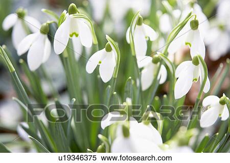 Flowers In A Field View Large Photo Image Stock Photography - Flowers In A Field. Fotosearch