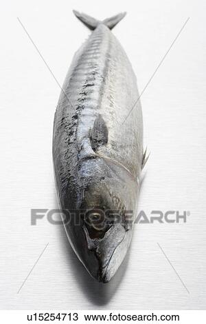 Stock Image - Fresh Fish On Bench. Fotosearch