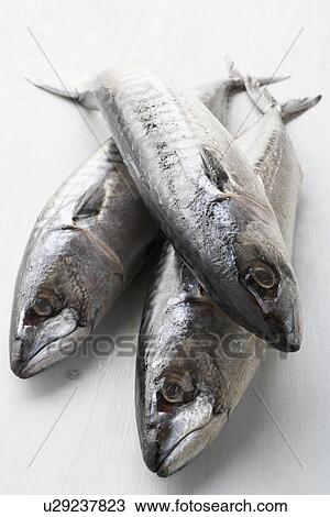 Fresh Fish On Bench View Large Photo Image Stock Image - Fresh Fish On Bench. Fotosearch