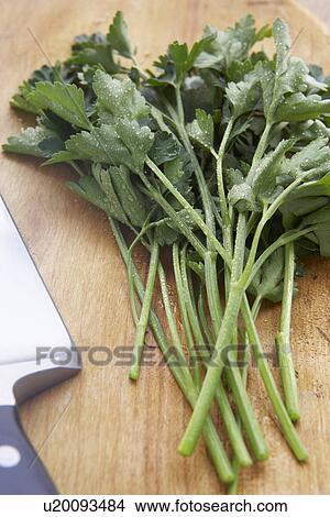 Picture - Freshly Picked Coriander Stalks. Fotosearch