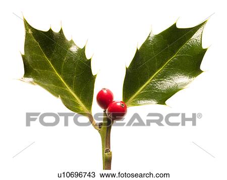 Stock Image - Holly Leaves And Berries Against White Background. Fotosearch