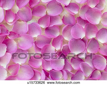 Stock Photograph - Large Group Of Pink Rose Petals. Fotosearch