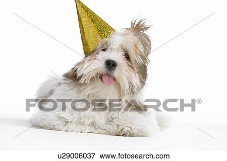 Lhasa Apso Dog Lying Down View Large Photo Image Stock Photo - Lhasa Apso Dog Lying Down. Fotosearch