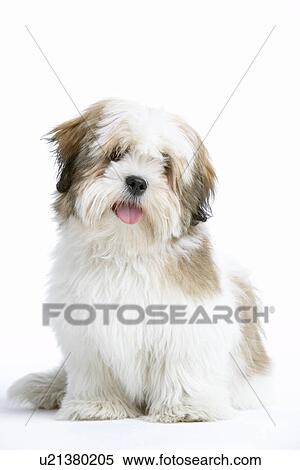 Stock Photography - Lhasa Apso Dog Sitting Down. Fotosearch