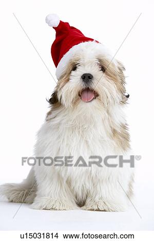 Picture - Lhasa Apso Dog Wearing Santa Hat. Fotosearch