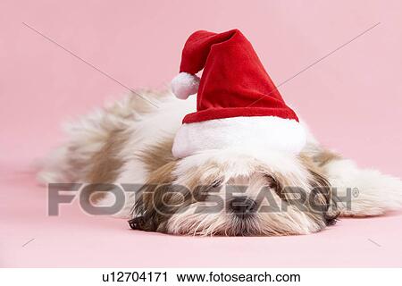 Stock Image - Lhasa Apso Dog Wearing Santa Hat. Fotosearch