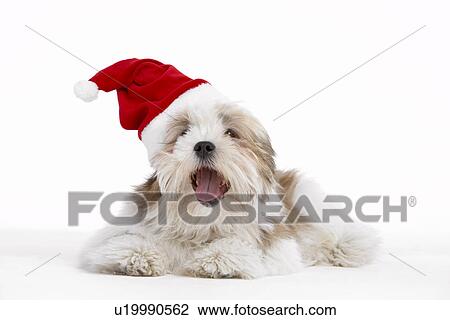Stock Image - Lhasa Apso Dog Wearing Santa Hat. Fotosearch