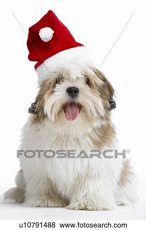 Lhasa Apso Dog Wearing Santa Hat View Large Photo Image Stock Photo - Lhasa Apso Dog Wearing Santa Hat. Fotosearch