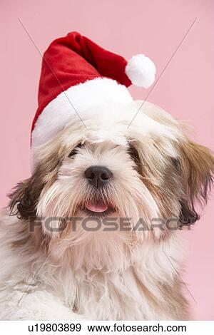 Stock Photo - Lhasa Apso Dog Wearing Santa Hat. Fotosearch