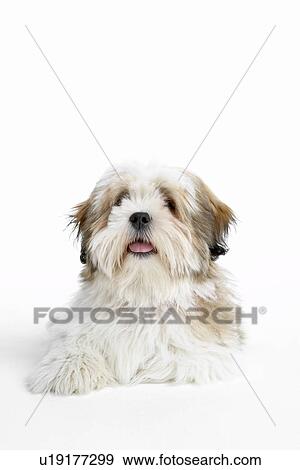 Stock Photo - Lhasa Apso Lying Down. Fotosearch
