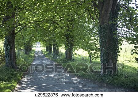 Long Country Road Edged With Green Trees View Large Photo Image Stock Photograph - Long Country Road Edged With Green Trees. Fotosearch