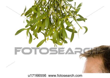 Man Waiting Under Bunch Of Mistletoe Against White Background View Large Photo Image Stock Photograph - Man Waiting Under Bunch Of Mistletoe Against White Background. Fotosearch