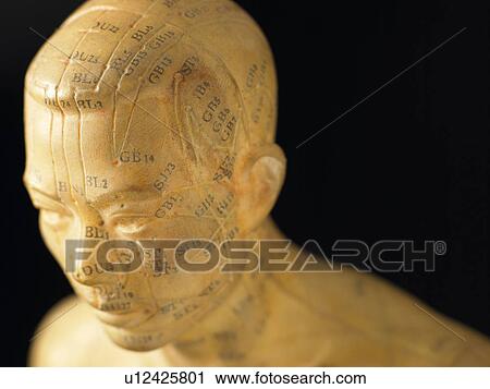 Meridian Lines On An Acupuncture Figurine View Large Photo Image Stock Image - Meridian Lines On An Acupuncture Figurine. Fotosearch