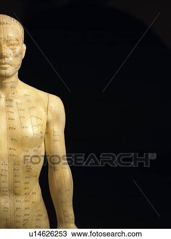 Stock Image - Meridian Lines On An Acupuncture Figurine. Fotosearch