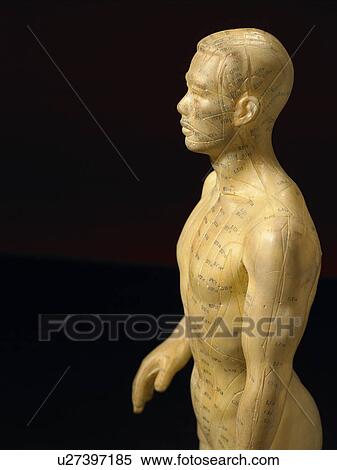 Meridian Lines On An Acupuncture Figurine View Large Photo Image Stock Photography - Meridian Lines On An Acupuncture Figurine. Fotosearch
