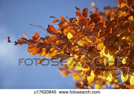 Orange Leaves On A Tree In Autumn View Large Photo Image Stock Photography - Orange Leaves On A Tree In Autumn. Fotosearch