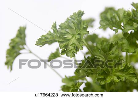 Parsley Plant View Large Photo Image Stock Photo - Parsley Plant. Fotosearch