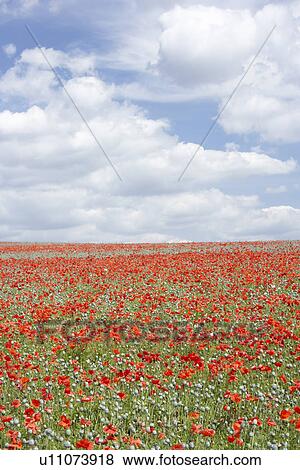 Poppies Stretching Across A Field View Large Photo Image Stock Photo - Poppies Stretching Across A Field. Fotosearch