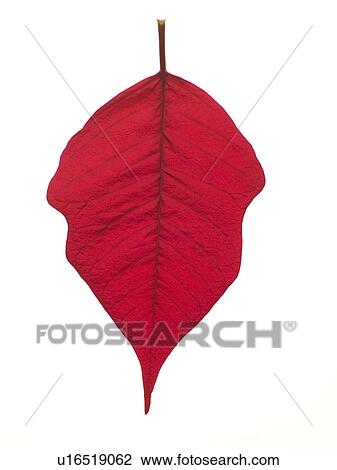Red Leaf View Large Photo Image Stock Image - Red Leaf. Fotosearch