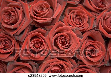 Rose Buds View Large Photo Image Stock Photograph - Rose Buds. Fotosearch