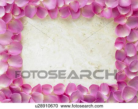 Rose Petal Photograph Frame View Large Photo Image Stock Image - Rose Petal Photograph Frame. Fotosearch