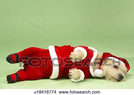 Picture - Samll Dog In Santa Costume Lying Down. Fotosearch