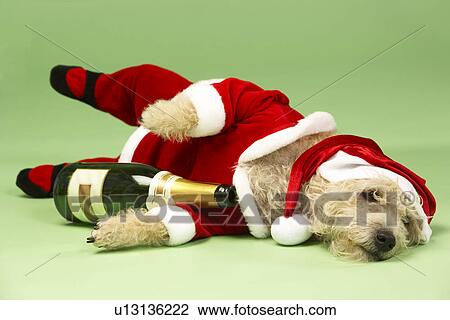 Samll Dog In Santa Costume Lying Down With Champagne Bottle View Large Photo Image Stock Image - Samll Dog In Santa Costume Lying Down With Champagne Bottle. Fotosearch