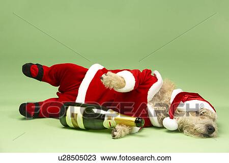 Stock Image - Samll Dog In Santa Costume Lying Down With Champagne Bottle. Fotosearch