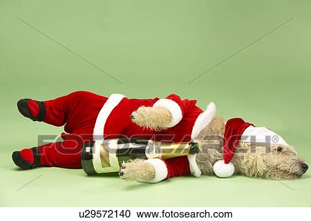 Samll Dog In Santa Costume Lying Down With Champagne Bottle View Large Photo Image Stock Image - Samll Dog In Santa Costume Lying Down With Champagne Bottle. Fotosearch