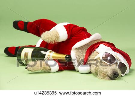 Samll Dog In Santa Costume Lying Down With Champagne and Shades View Large Photo Image Stock Photography - Samll Dog In Santa Costume Lying Down With Champagne and Shades. Fotosearch