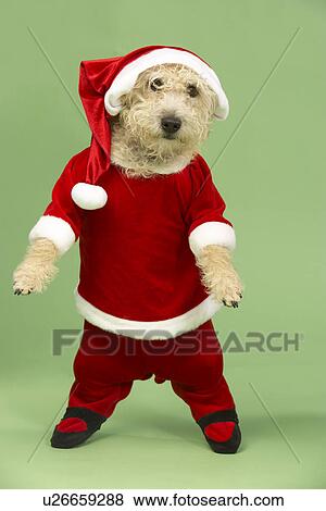 Stock Photo - Samll Dog In Santa Costume. Fotosearch