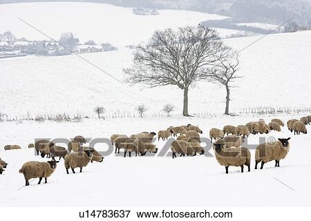 Stock Photo - Sheep Standing In A Snow Filled Field. Fotosearch