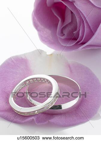 Silver Wedding Rings Resting On Rose Petals View Large Photo Image Stock Image - Silver Wedding Rings Resting On Rose Petals. Fotosearch