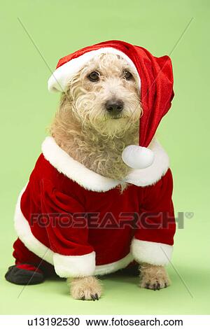 Stock Image - Small Dog In Santa Costume. Fotosearch