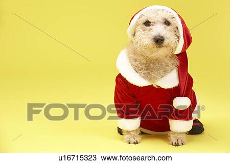 Stock Image - Small Dog In Santa Costume. Fotosearch