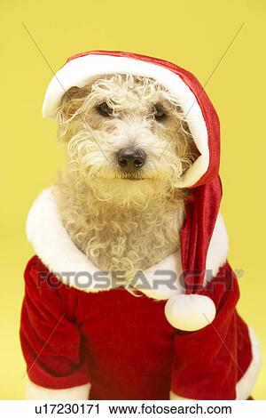 Small Dog In Santa Costume View Large Photo Image Stock Image - Small Dog In Santa Costume. Fotosearch