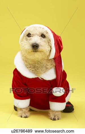 Small Dog In Santa Costume View Large Photo Image Stock Photo - Small Dog In Santa Costume. Fotosearch