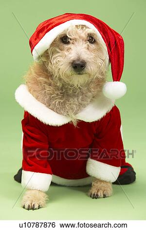 Small Dog In Santa Costume View Large Photo Image Stock Photograph - Small Dog In Santa Costume. Fotosearch