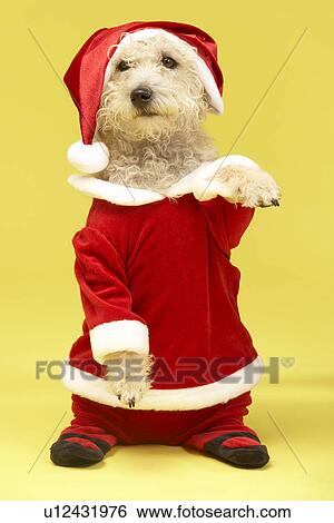 Stock Photograph - Small Dog In Santa Costume. Fotosearch