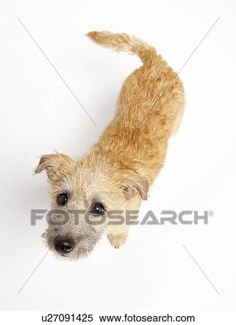 Stock Photography - Small Dog Standing And Looking Up. Fotosearch