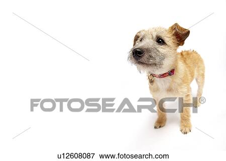 Small Dog Standing View Large Photo Image Stock Photo - Small Dog Standing. Fotosearch