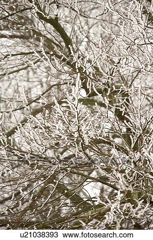Snow And Ice Gathering On Tree Branches View Large Photo Image Stock Image - Snow And Ice Gathering On Tree Branches. Fotosearch