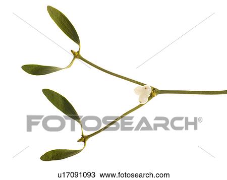 Stock Image - Sprig Of Mistletoe Against White Background. Fotosearch
