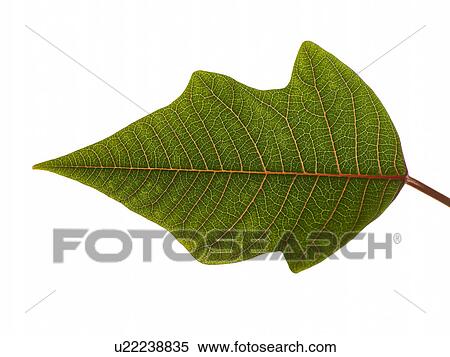 Studio Shot Of A Green Leaf View Large Photo Image Stock Photography - Studio Shot Of A Green Leaf. Fotosearch