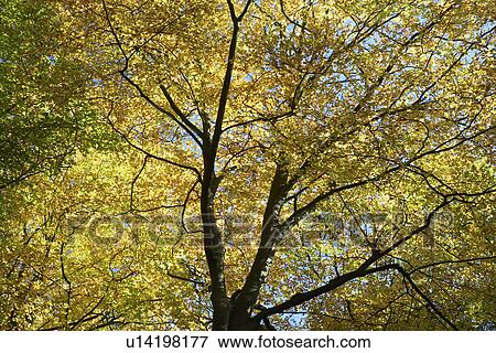 Tree Canopy In Autumn View Large Photo Image Stock Photo - Tree Canopy In Autumn. Fotosearch