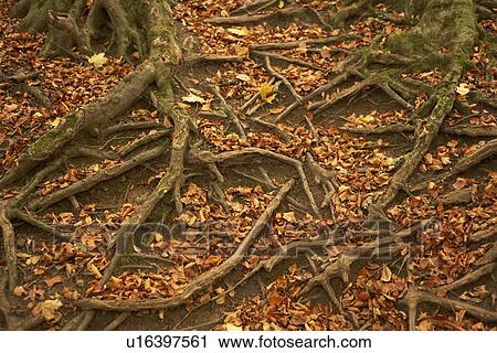 Tree Roots Protruding Through Autumn Leaves View Large Photo Image Stock Image - Tree Roots Protruding Through Autumn Leaves. Fotosearch