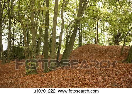Trees And Autumn Leaves In Forest View Large Photo Image Stock Image - Trees And Autumn Leaves In Forest. Fotosearch