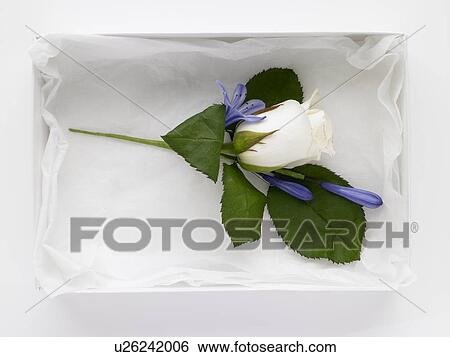 Stock Photograph - White Rose Corsage. Fotosearch